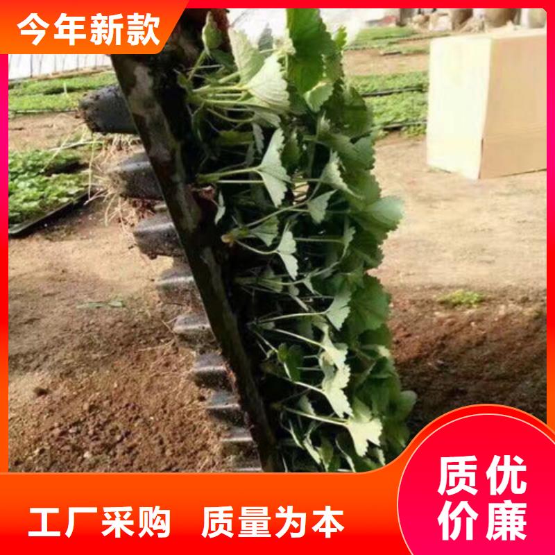 草莓苗-红蜜桃树苗品质优选