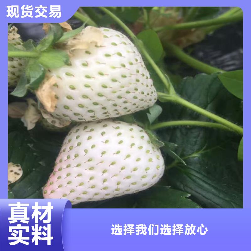 甜宝草莓苗栽植密度