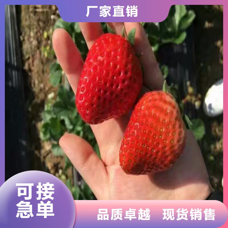 草莓苗黄金苹果树苗发货迅速