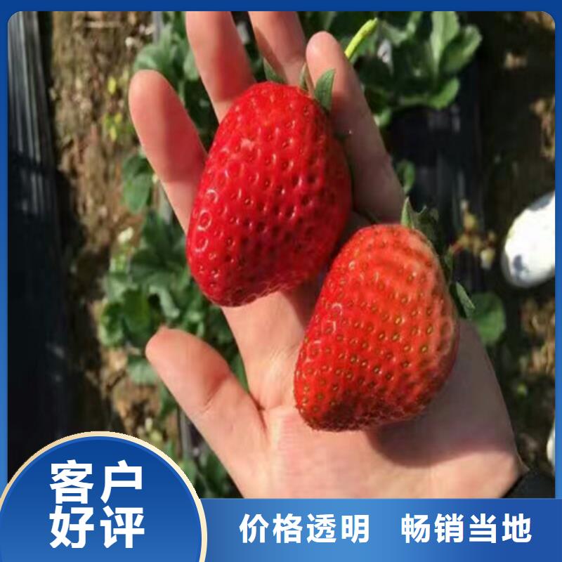 草莓苗草莓苗价格品质之选