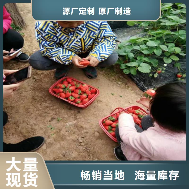 四季草莓苗栽植密度