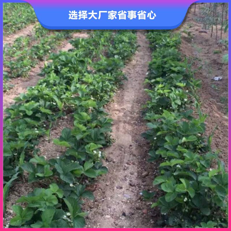 草莓苗苹果苗基地出厂严格质检