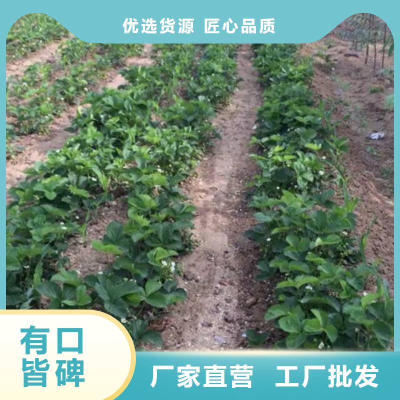 【草莓苗】黄金苹果树苗厂家货源