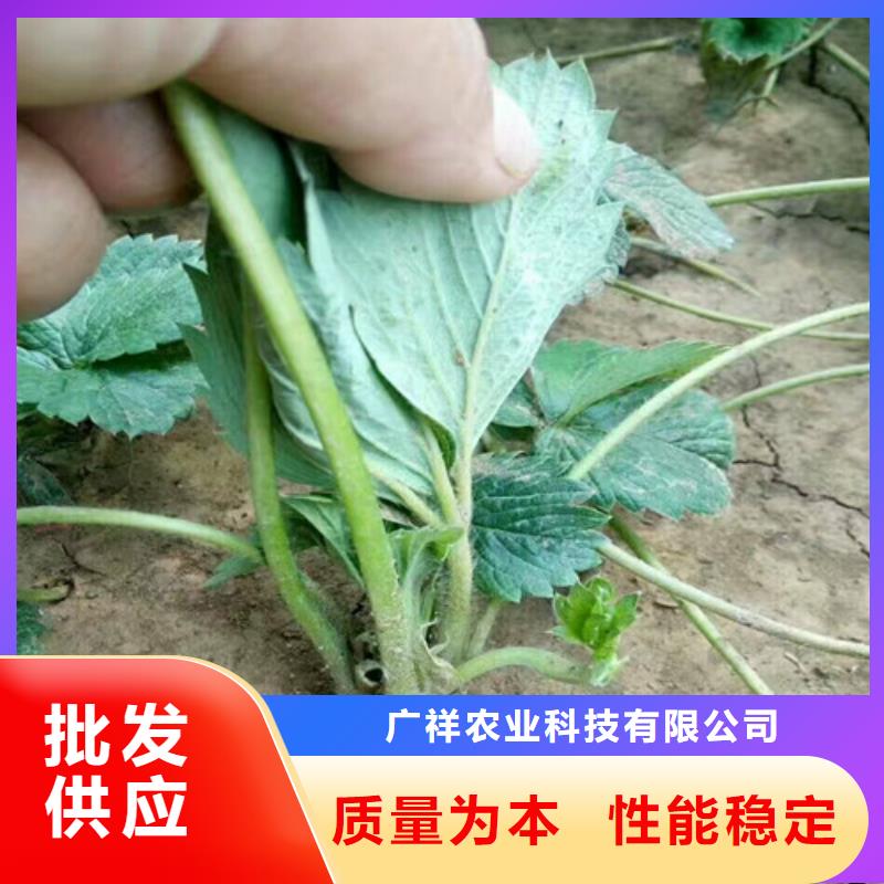 【草莓苗红颜草莓一站式采购方便省心】