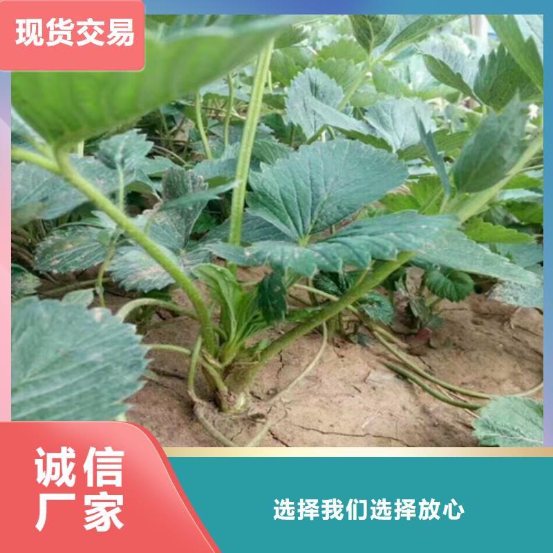 草莓苗,梨树苗基地实力公司