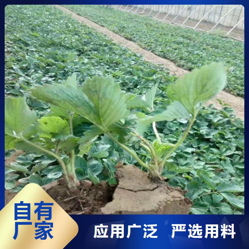 【草莓苗】梨树苗精选厂家好货