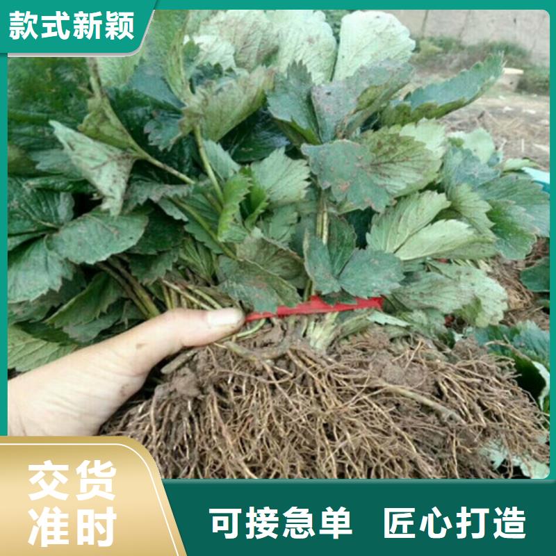 草莓苗-【樱桃苗】工程施工案例