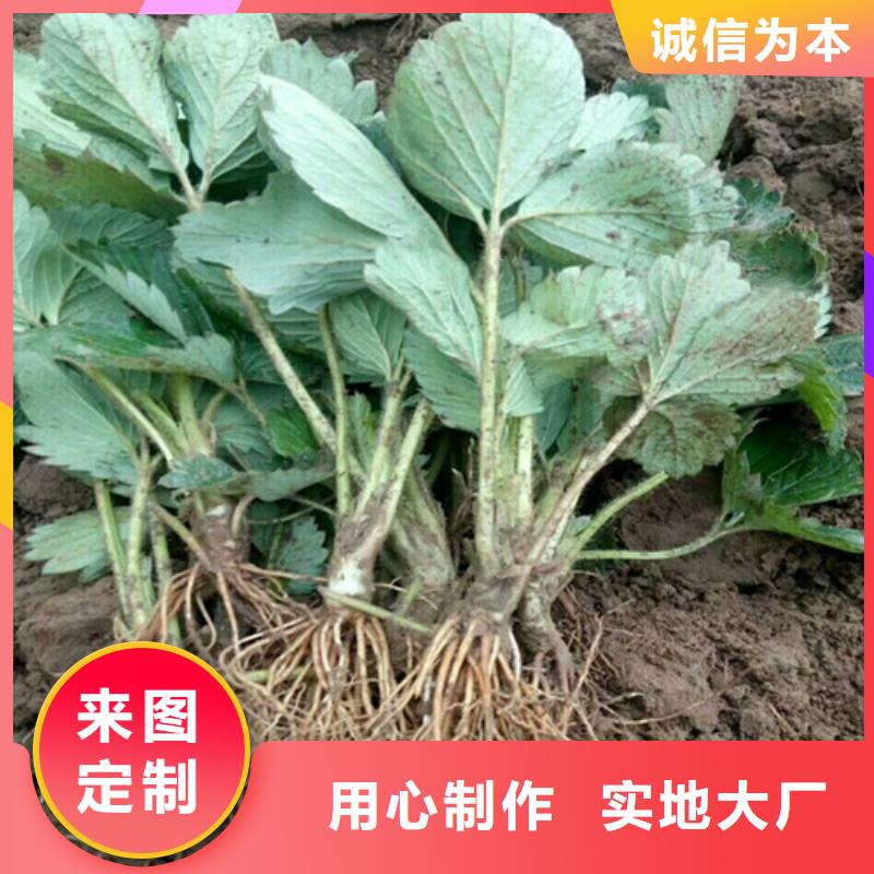 【草莓苗】黄桃树苗源头厂家供应