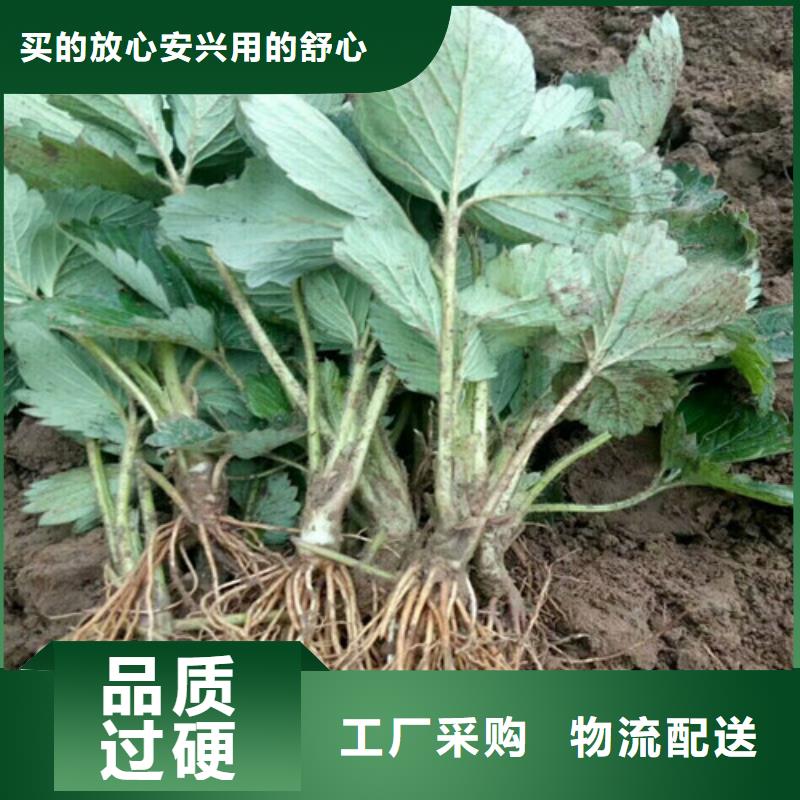 草莓苗【草莓苗价格】对质量负责