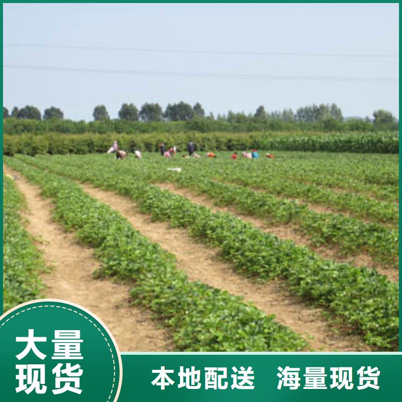 草莓苗梨树苗基地高性价比