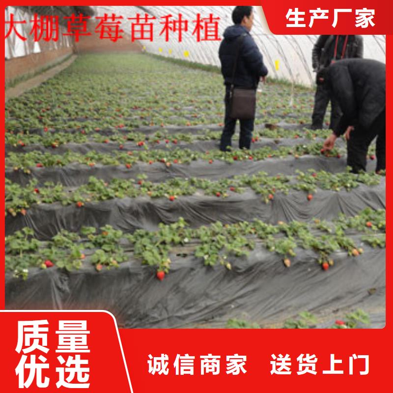 草莓苗-【樱桃苗】工程施工案例