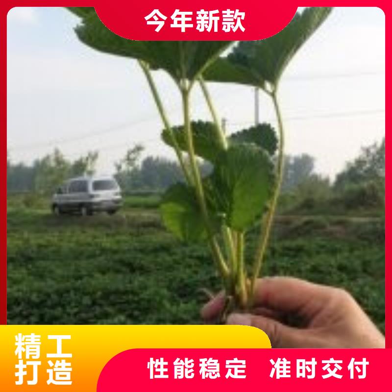 【草莓苗,果树苗拒绝差价】