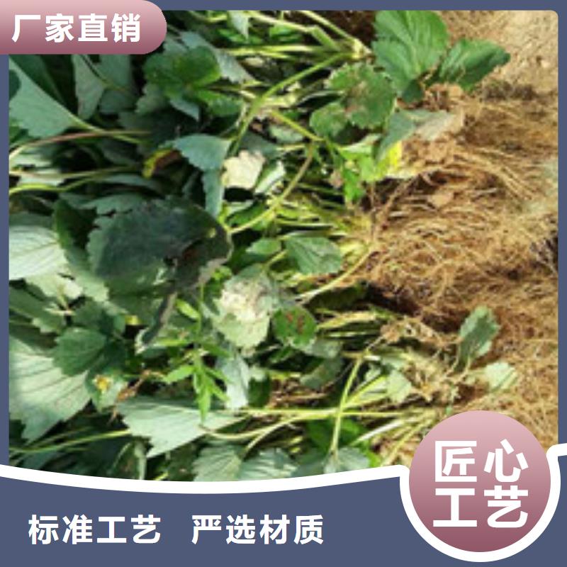 草莓苗_果树苗批发基地详细参数