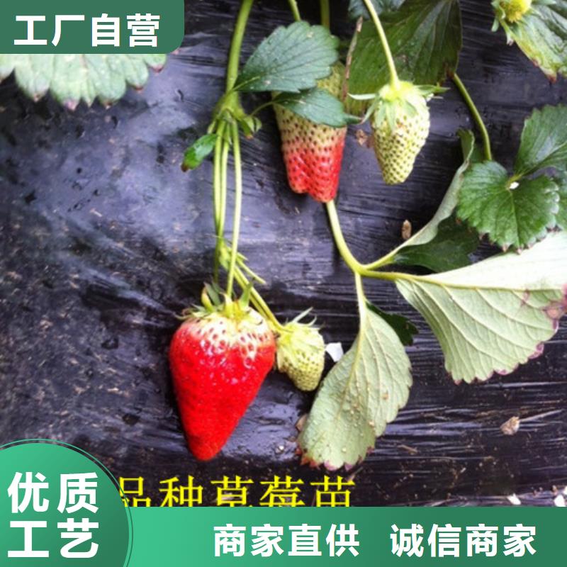 【草莓苗】果树苗实力厂家直销