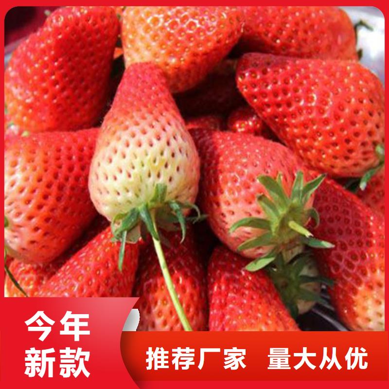 【草莓苗】果树苗应用范围广泛