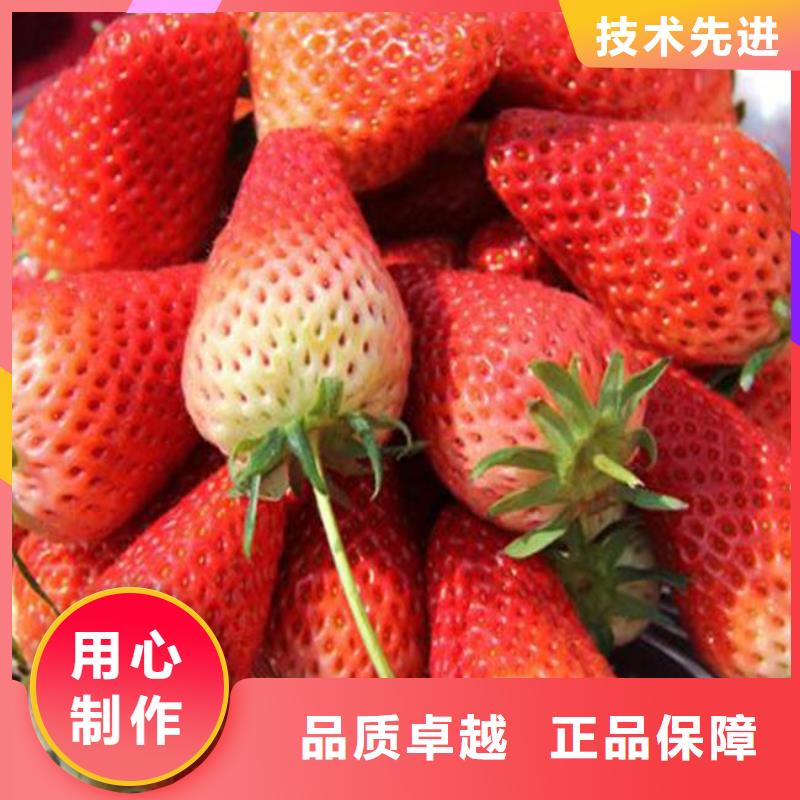 一件也发货《广祥》草莓苗草莓苗价格品质之选