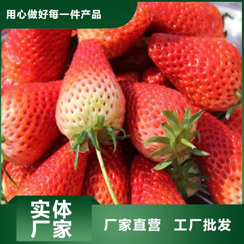草莓苗草莓苗价格源头厂家