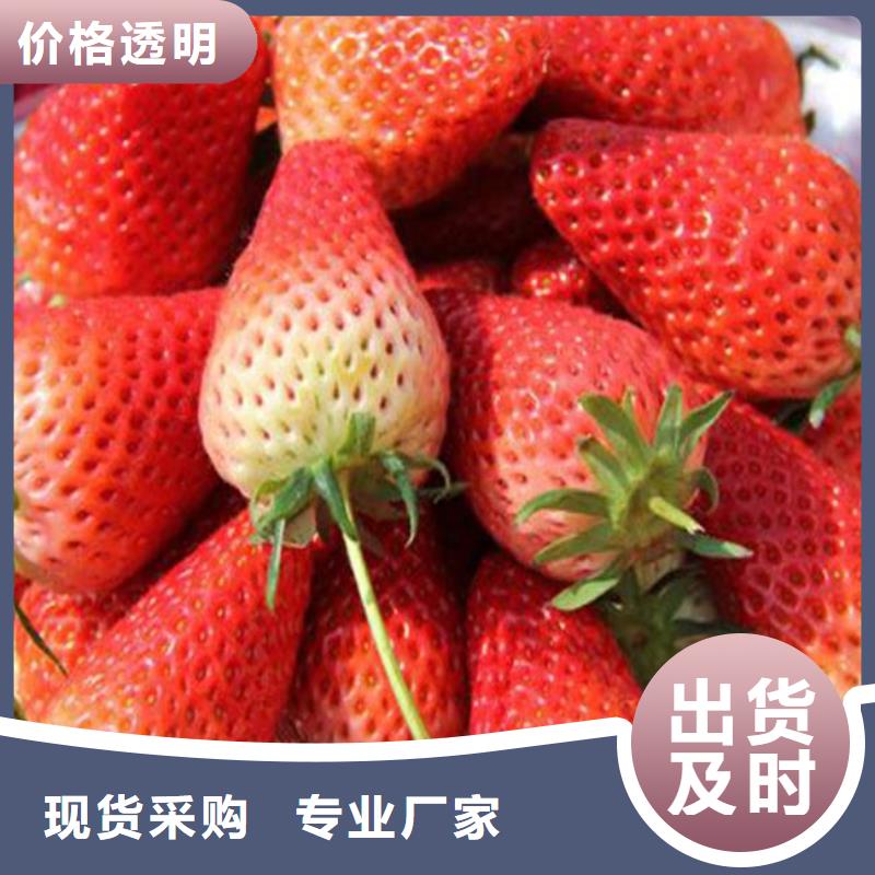 质量优价格低(广祥)草莓苗_大棚草莓苗厂家批发价