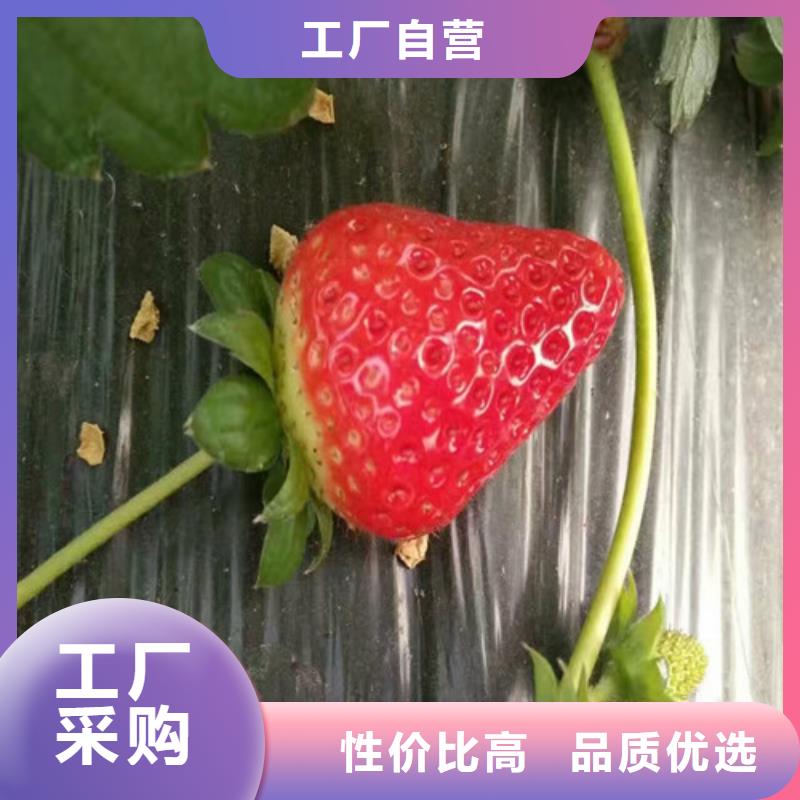 用途广泛《广祥》【草莓苗】桃树苗基地敢与同行比质量