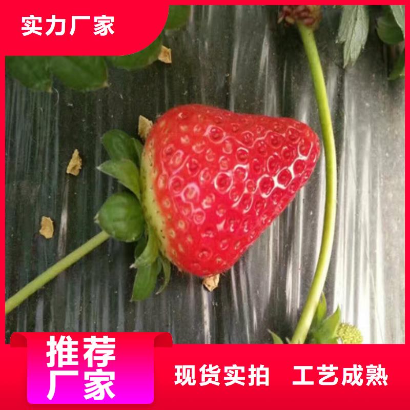 广祥优选：草莓苗【樱桃苗】为您提供一站式采购服务