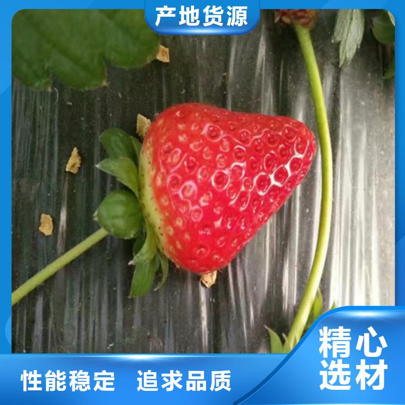 【草莓苗】果树苗应用范围广泛