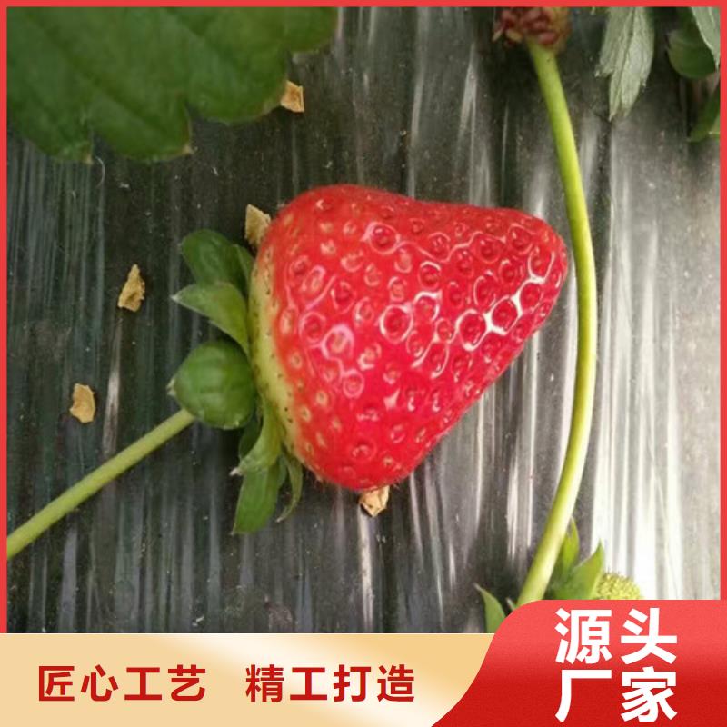 周边【广祥】草莓苗 果树苗产地直供