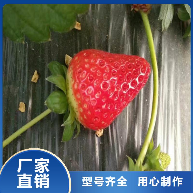 直供【广祥】草莓苗-果树苗工艺层层把关