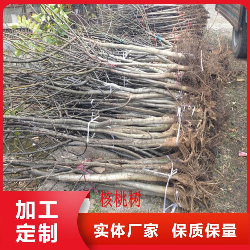 核桃苗苹果苗质量优价格低