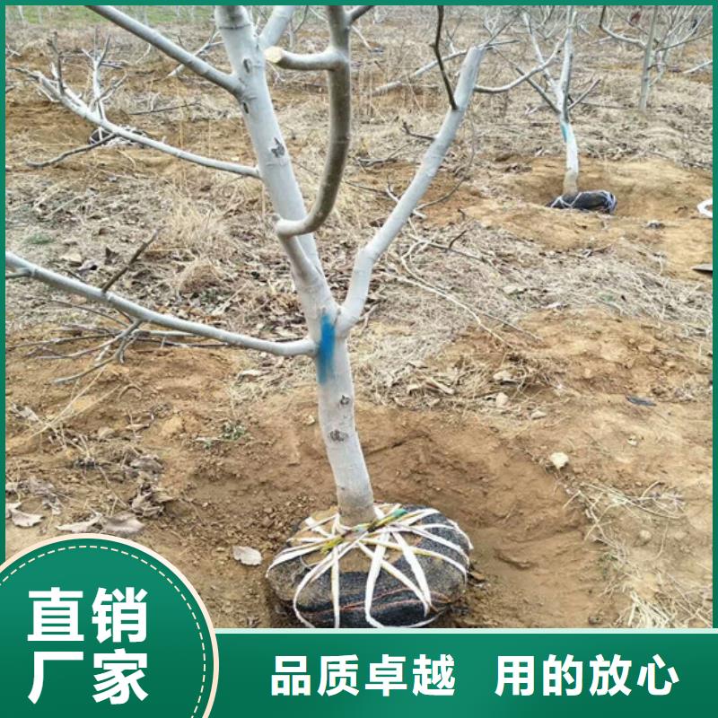 【核桃苗】无花果树苗产品优势特点