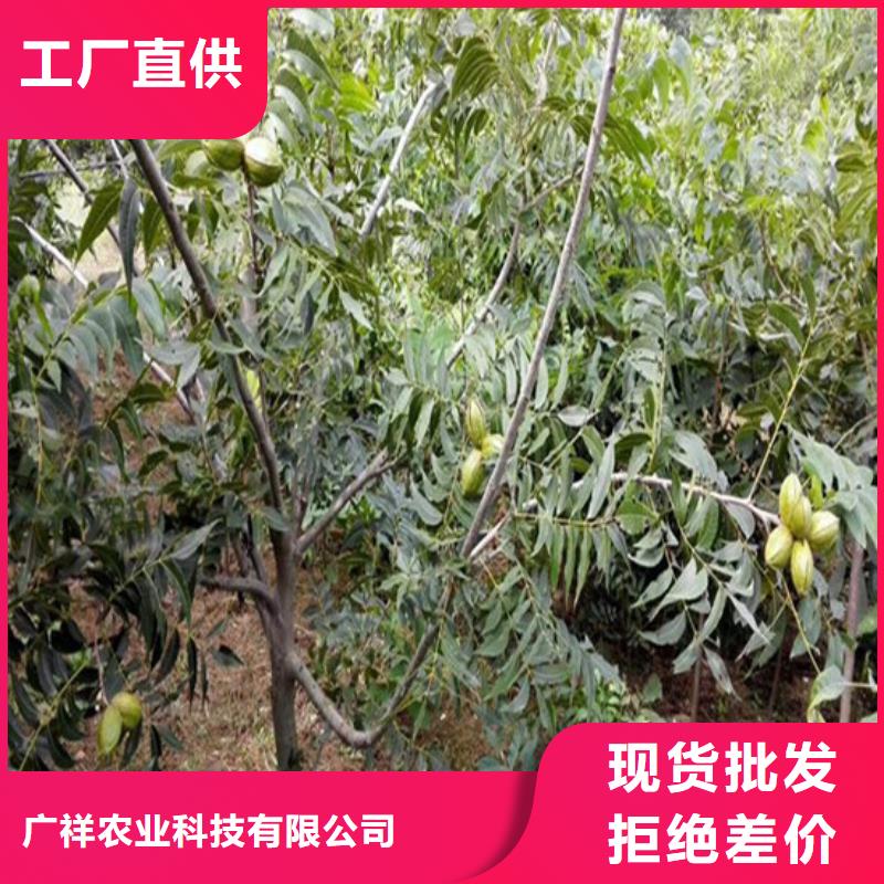 核桃苗梨树苗基地不只是质量好