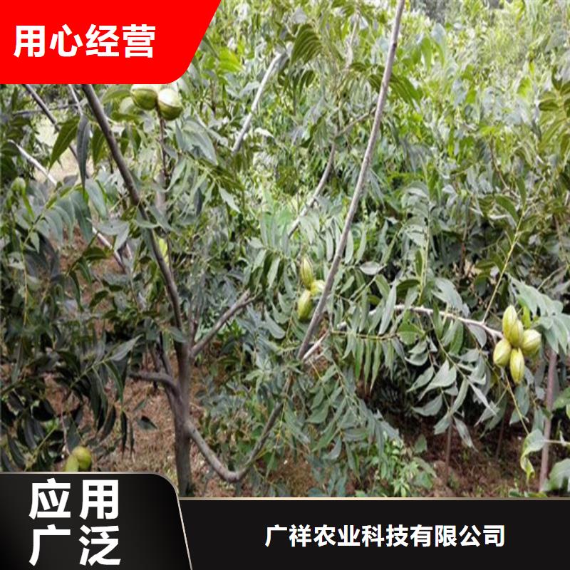 核桃苗苹果苗优质原料