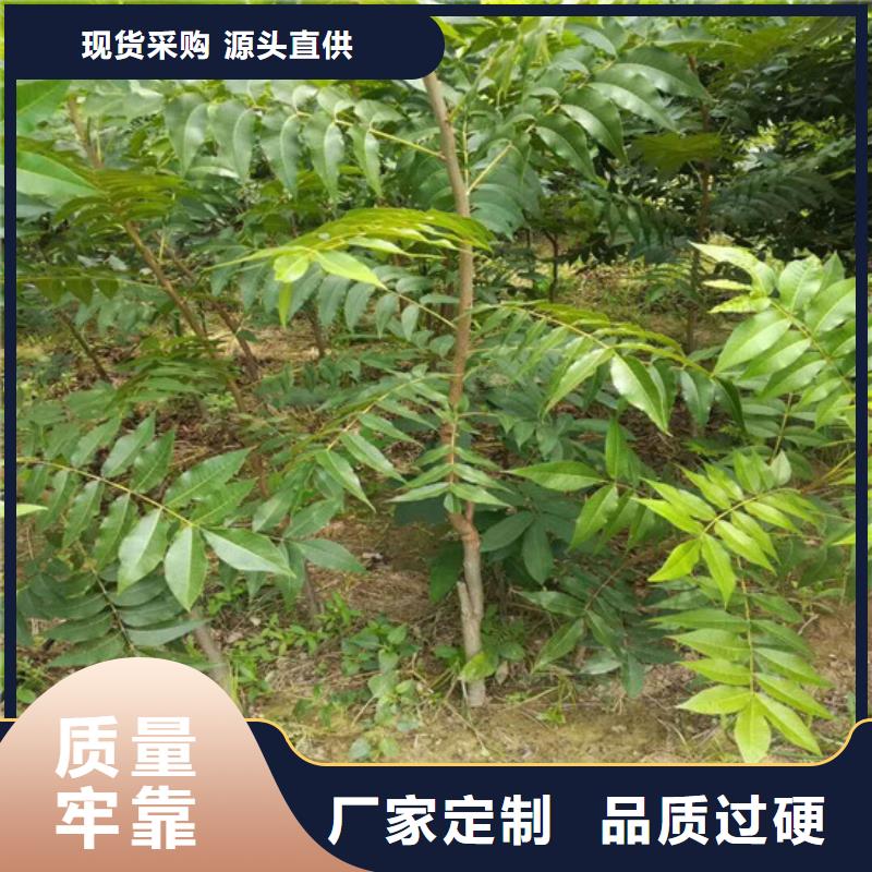 核桃苗梨树苗基地不只是质量好