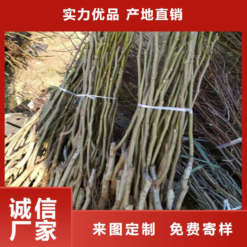 核桃苗珍珠枣油桃树苗批发货源