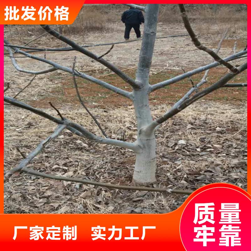 核桃苗苹果苗质量上乘