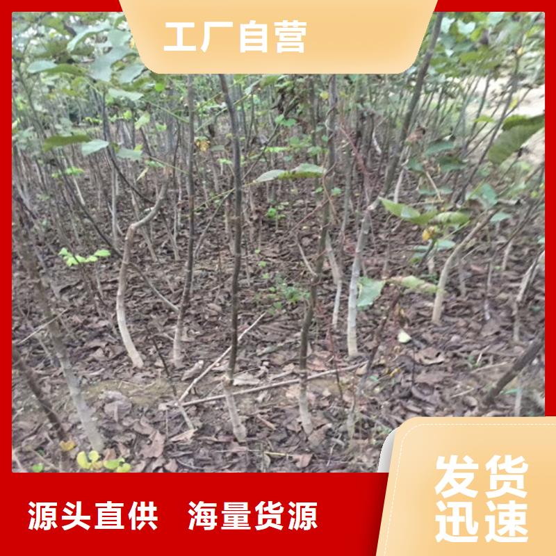 核桃苗【樱桃苗】大量现货供应