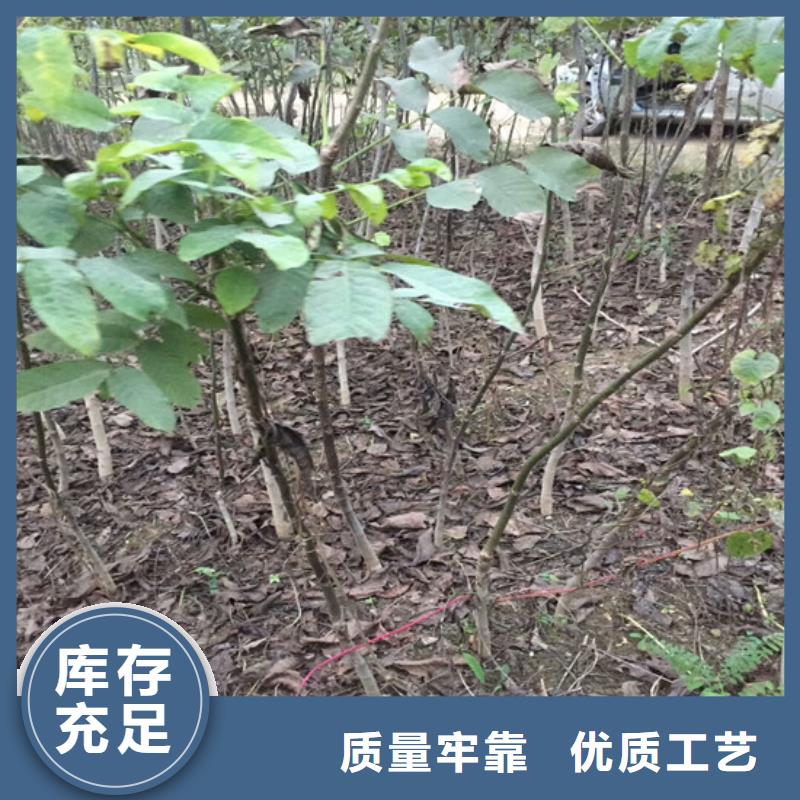 核桃苗【大棚草莓苗】实时报价