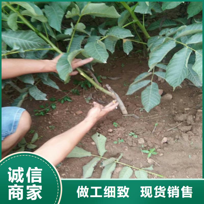 【核桃苗】白桃树苗推荐商家