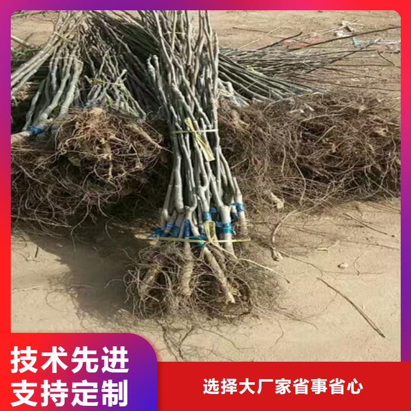 【核桃苗红蜜桃树苗精心推荐】