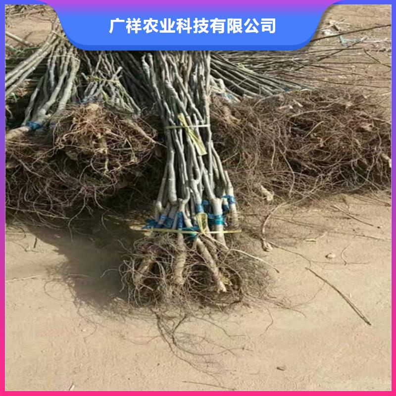 核桃苗【黄金苹果树苗】源头直供