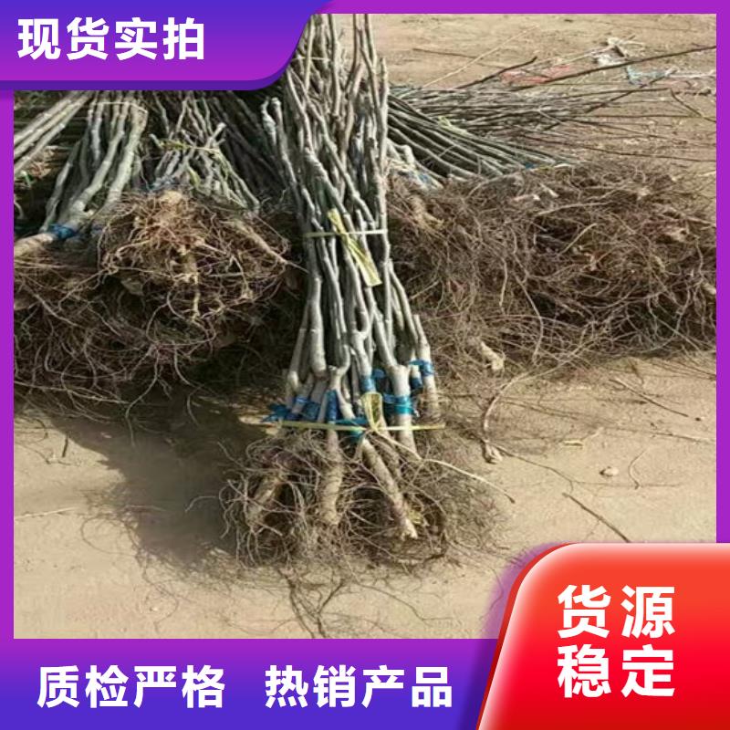 核桃苗桃树苗无中间商厂家直销