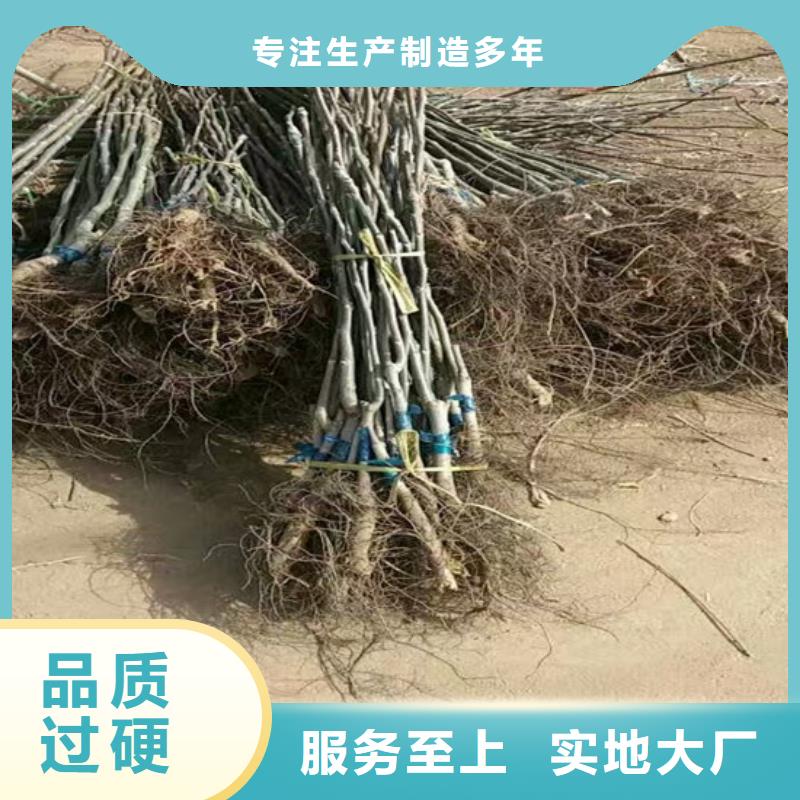 核桃苗珍珠枣油桃树苗批发货源