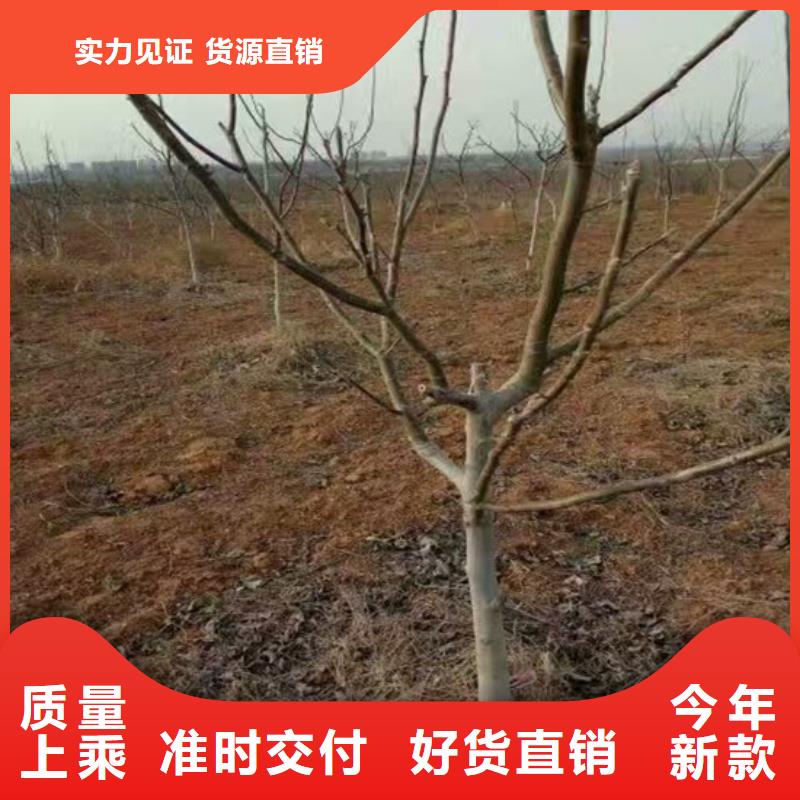 核桃苗果树苗批发基地库存量大