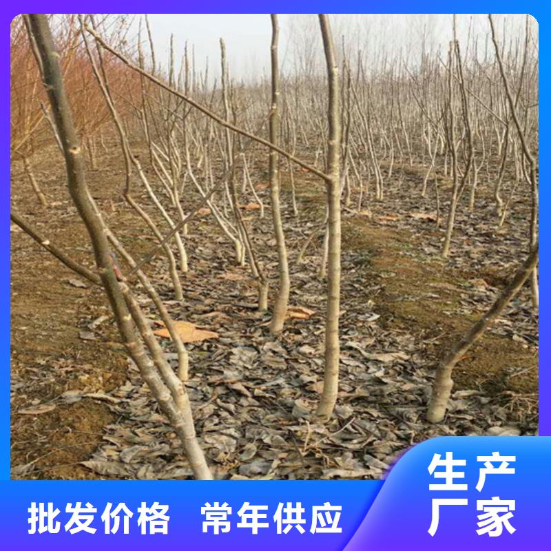 核桃苗桃树苗基地工期短发货快