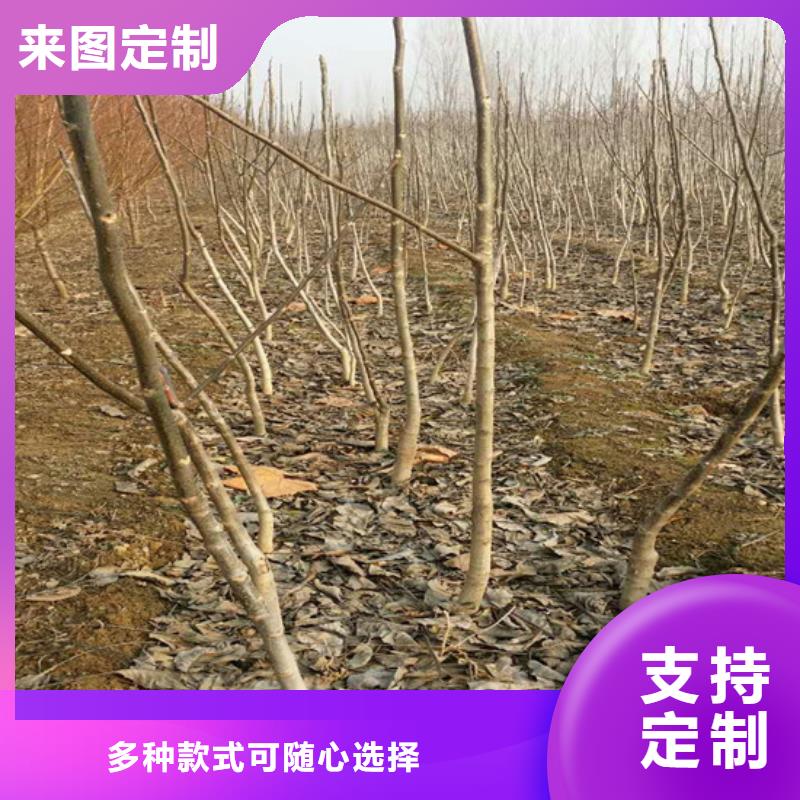 【核桃苗】无花果树苗质量优选