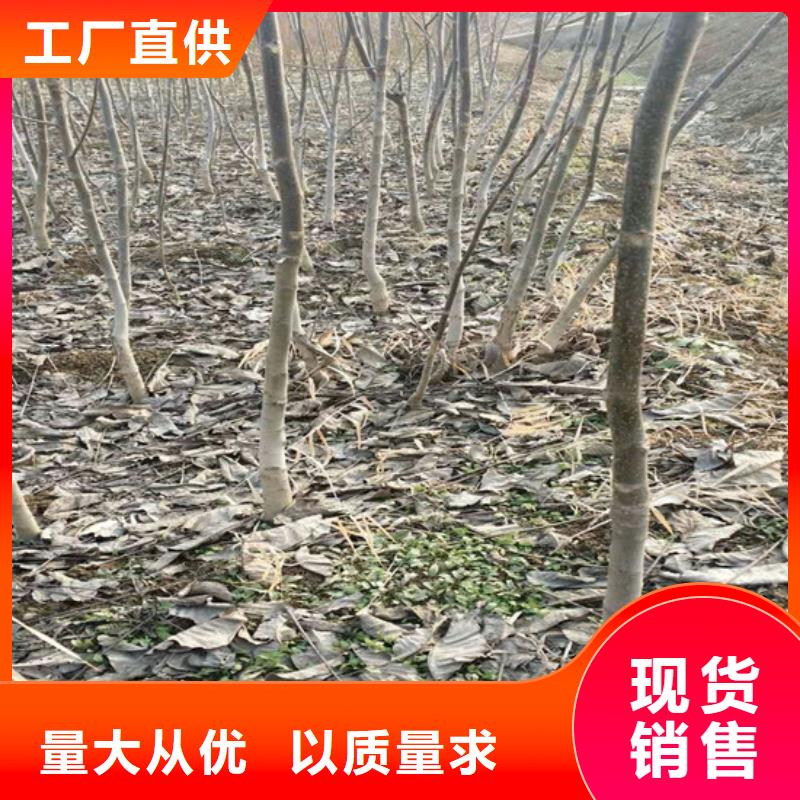 核桃苗【黄金苹果树苗】源头直供