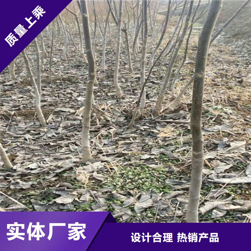 【核桃苗红蜜桃树苗精心推荐】