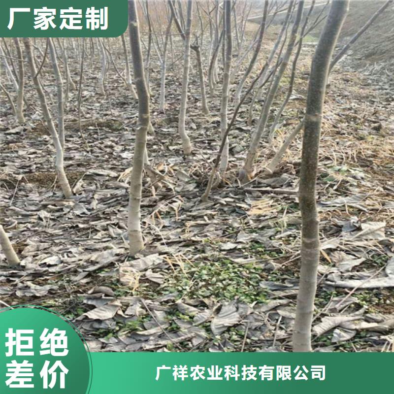 核桃苗桃树苗基地厂家直销大量现货