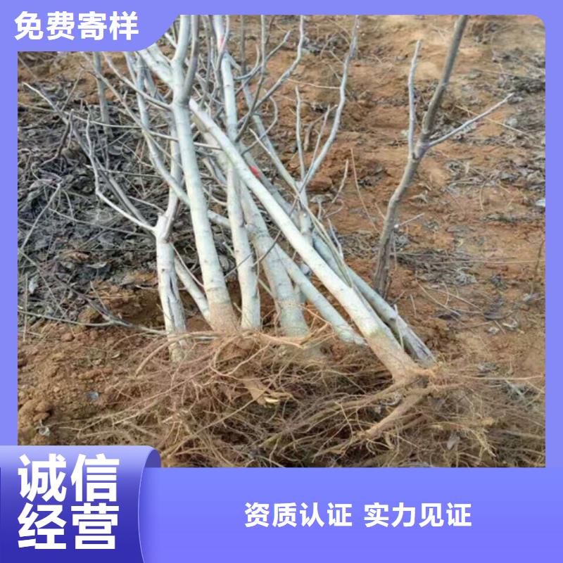 【核桃苗】,果树苗批发基地质量无忧