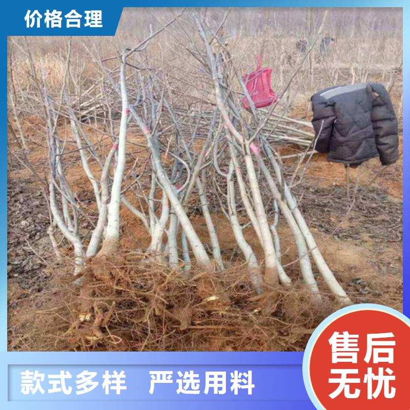 嫁接核桃苗种植品种选择