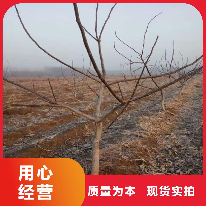 【核桃苗】无花果树苗产品优势特点